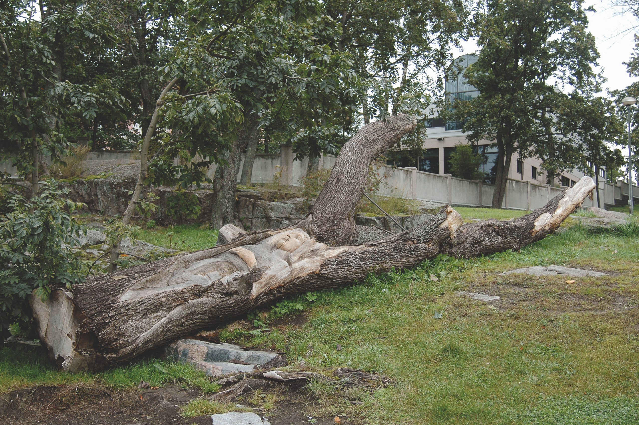 Public Artwork - A Lifeline to Paradise - A carved reclining human figure emerging from a large fallen tree trunk in a grassy park landscape. - Kaivopuisto, Helsinki 2004.