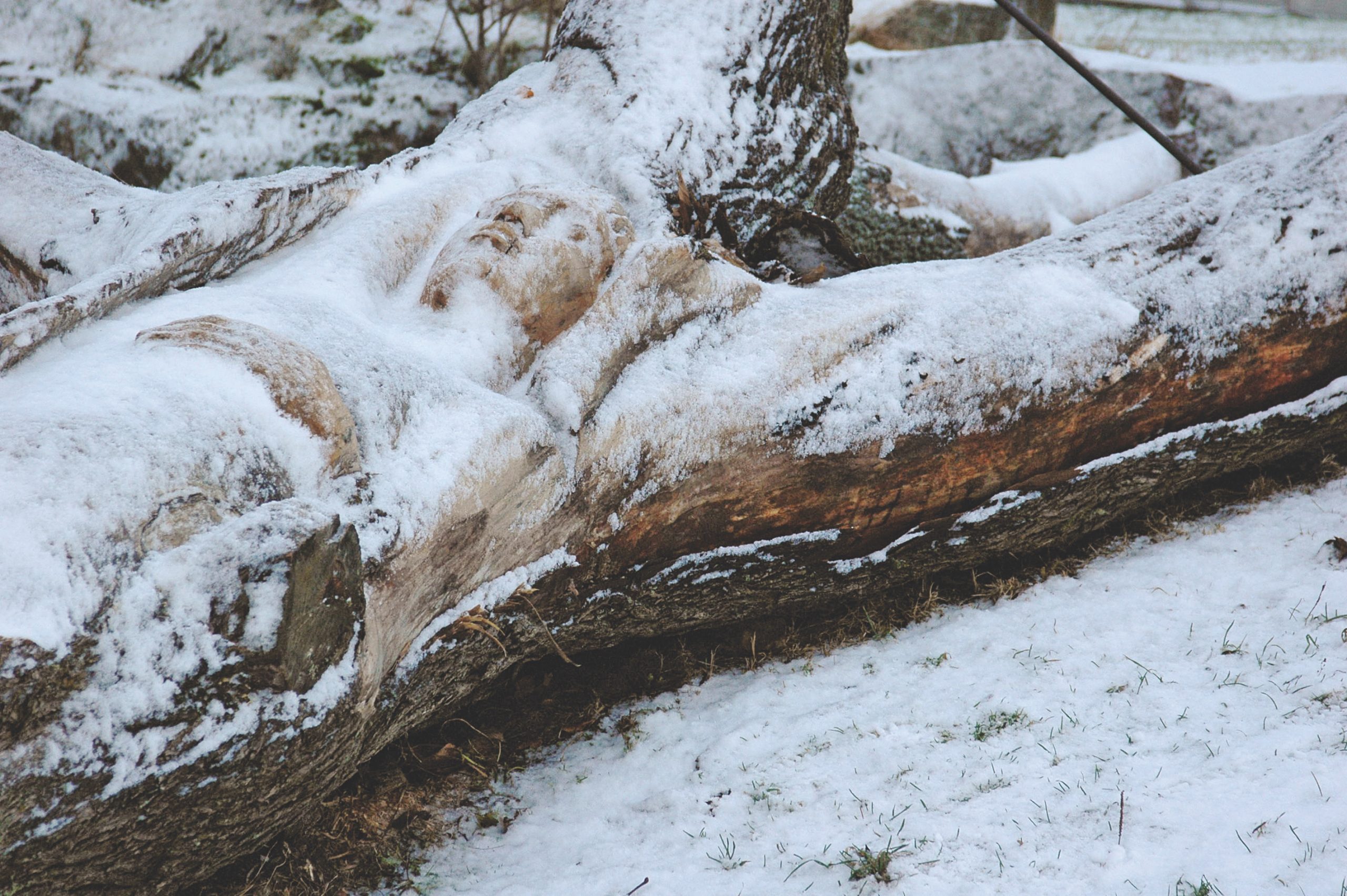 Public Artwork - A Lifeline to Paradise - A carved reclining human figure emerging from a fallen tree trunk, partially covered in snow in a winter park. - Kaivopuisto, Helsinki 2004.