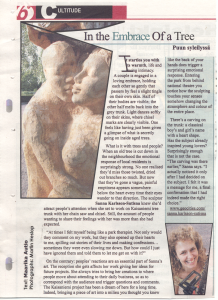 Magazine article featuring Sanna Karlsson-Sutisna's public tree sculpture In the Embrace of a Tree in Kaisaniemi Park, including an interview with the artist.